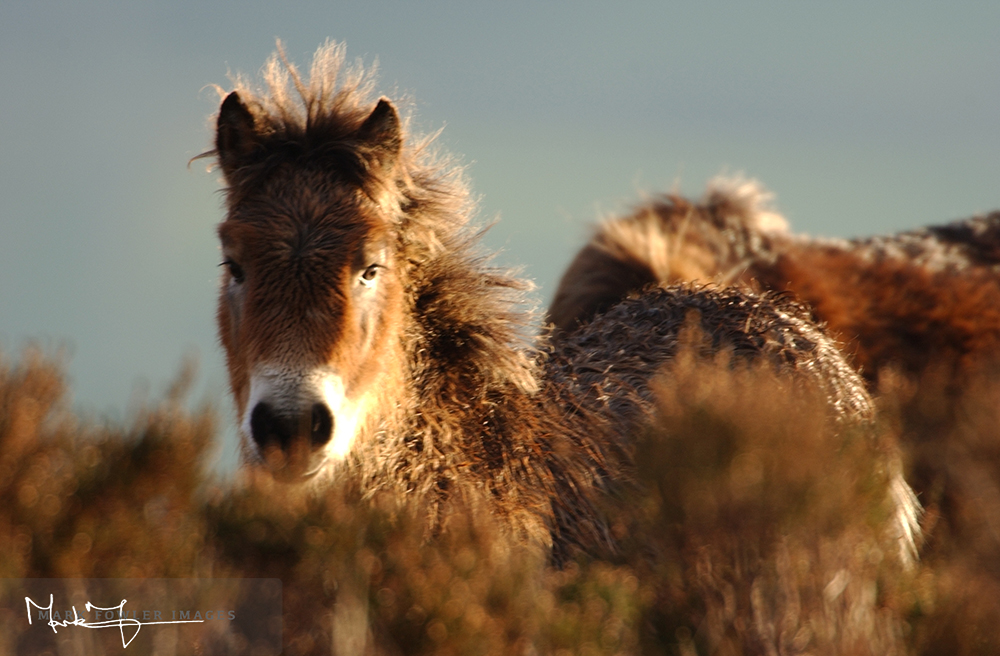 exmoor pony